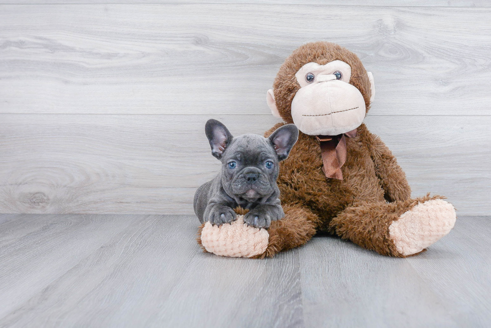 Best French Bulldog Baby