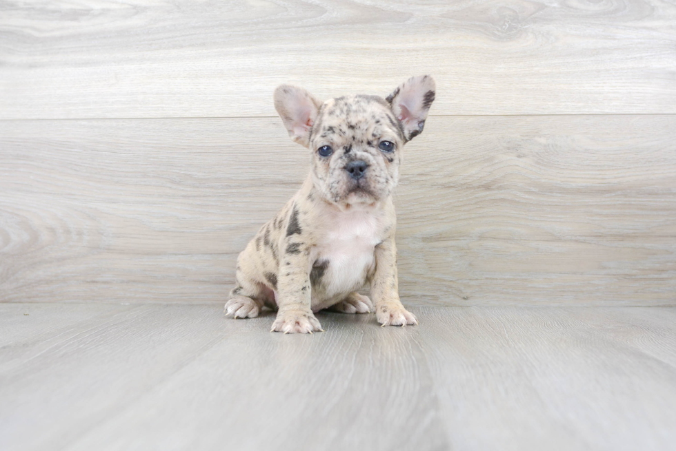 Best French Bulldog Baby