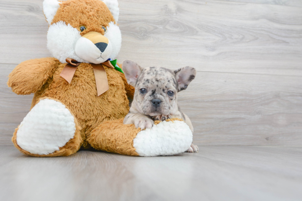 French Bulldog Puppy for Adoption