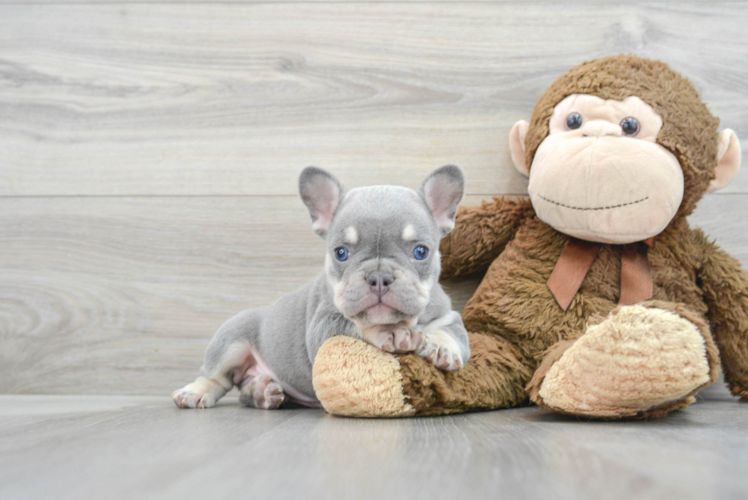 Hypoallergenic French Bulldog Purebred Pup