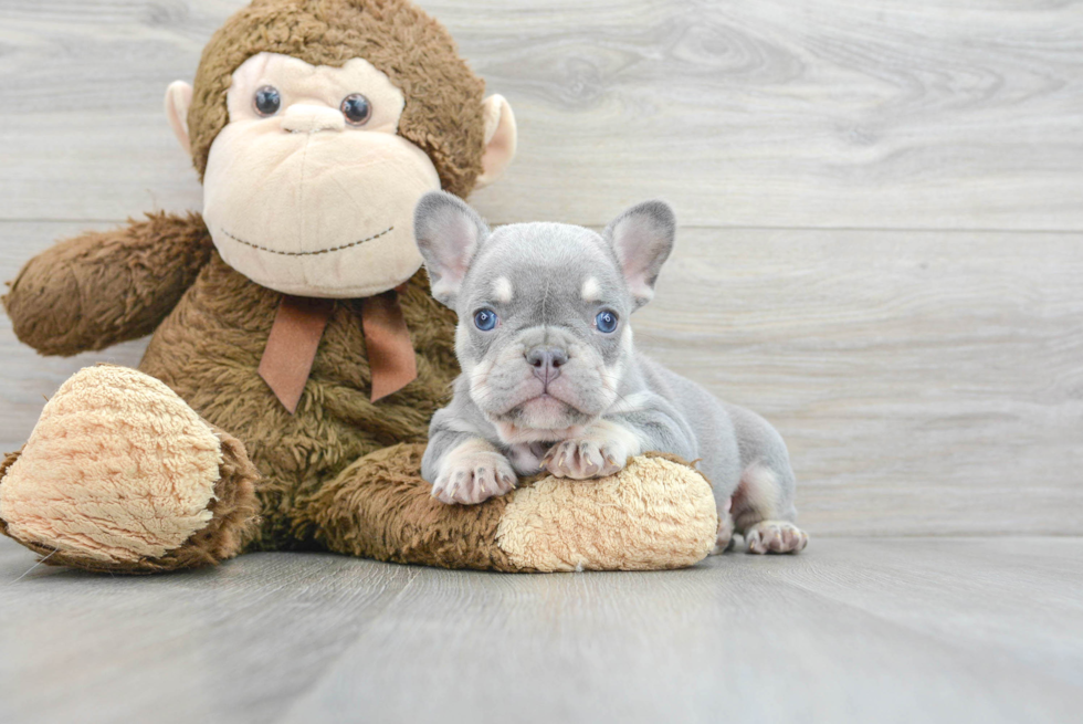 French Bulldog Puppy for Adoption