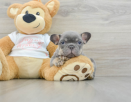 6 week old French Bulldog Puppy For Sale - Premier Pups