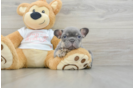 French Bulldog Puppy for Adoption