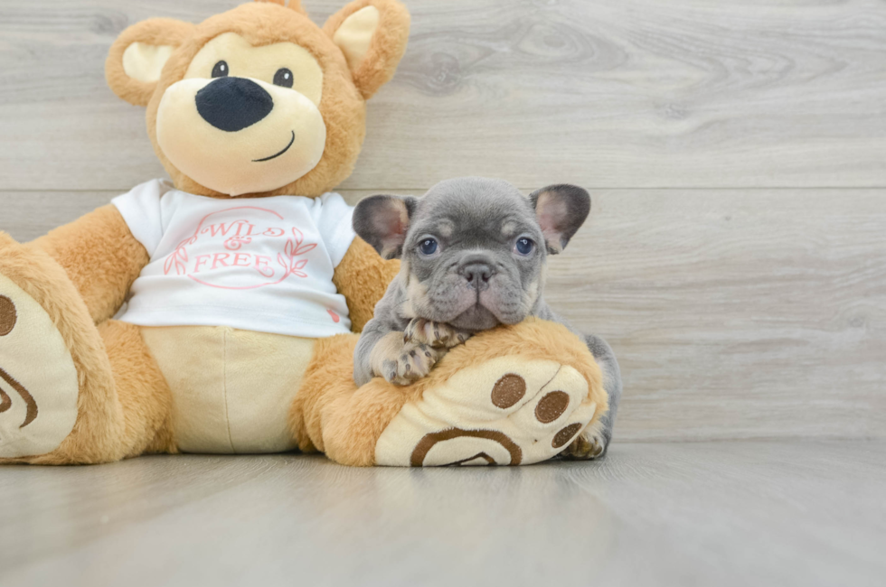 6 week old French Bulldog Puppy For Sale - Premier Pups