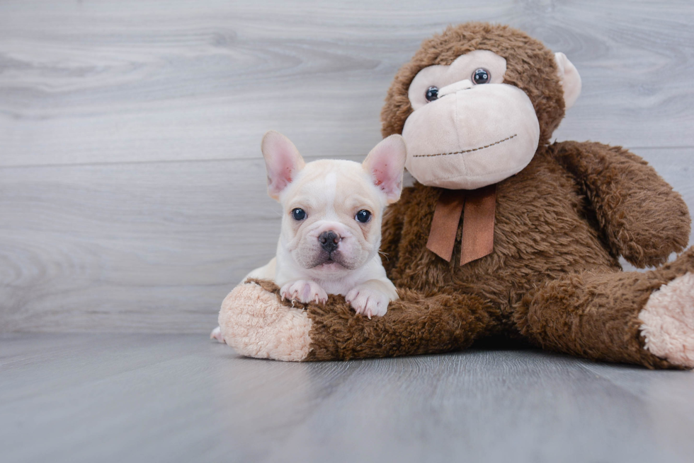 French Bulldog Puppy for Adoption