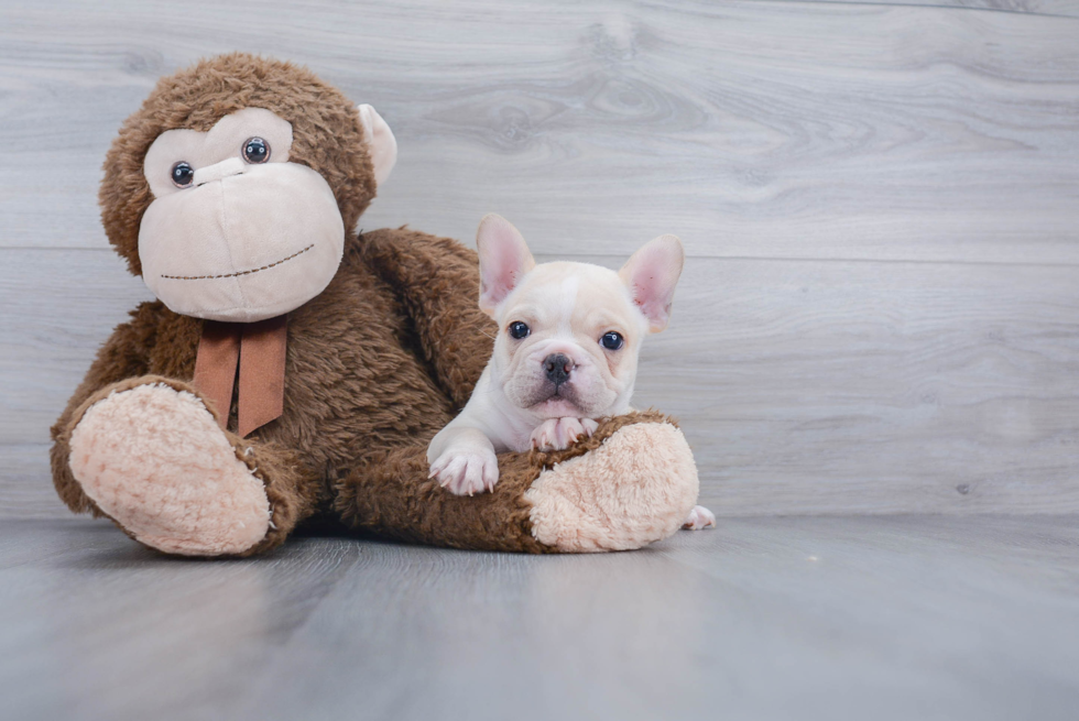 Playful French Bulldog Baby