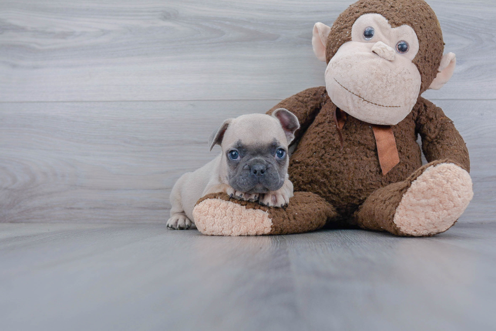 Popular French Bulldog Purebred Pup
