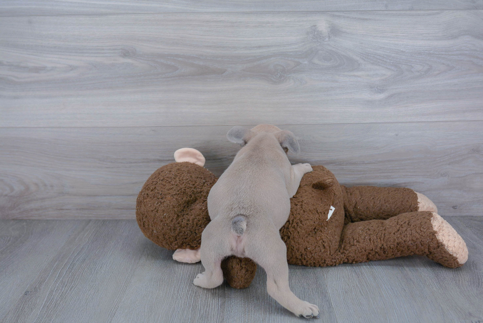 Petite Frenchie Purebred Puppy