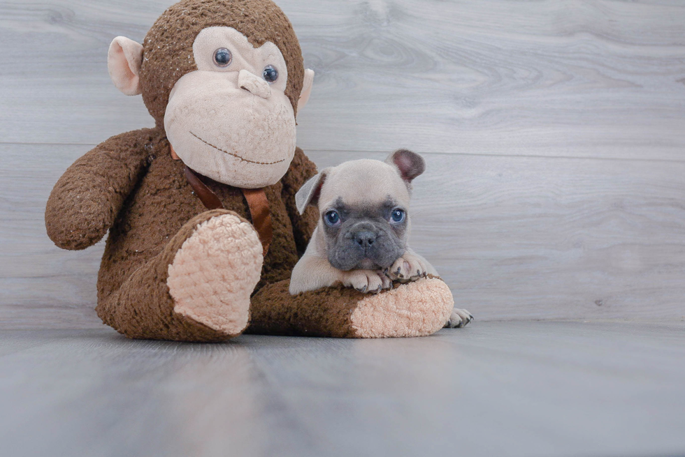 Playful French Bulldog Baby
