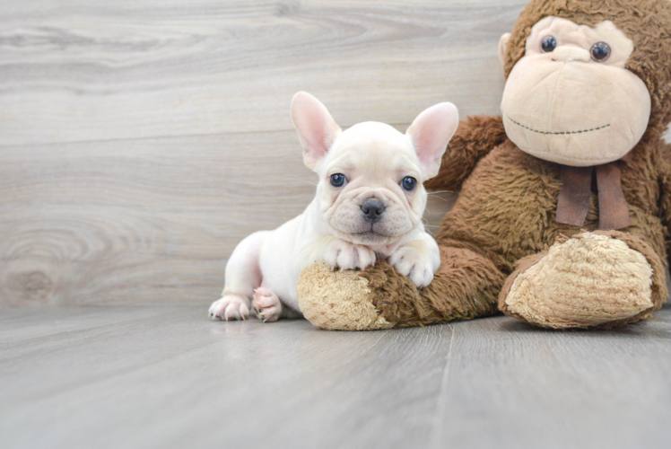 Fluffy Frenchie Purebred Puppy