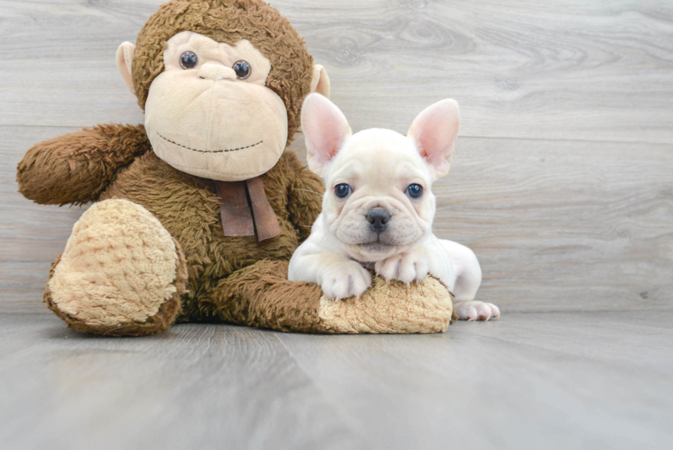 French Bulldog Puppy for Adoption