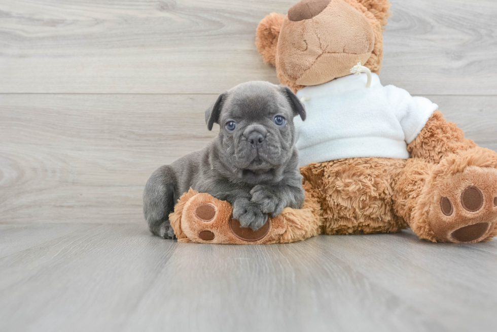 Friendly French Bulldog Baby