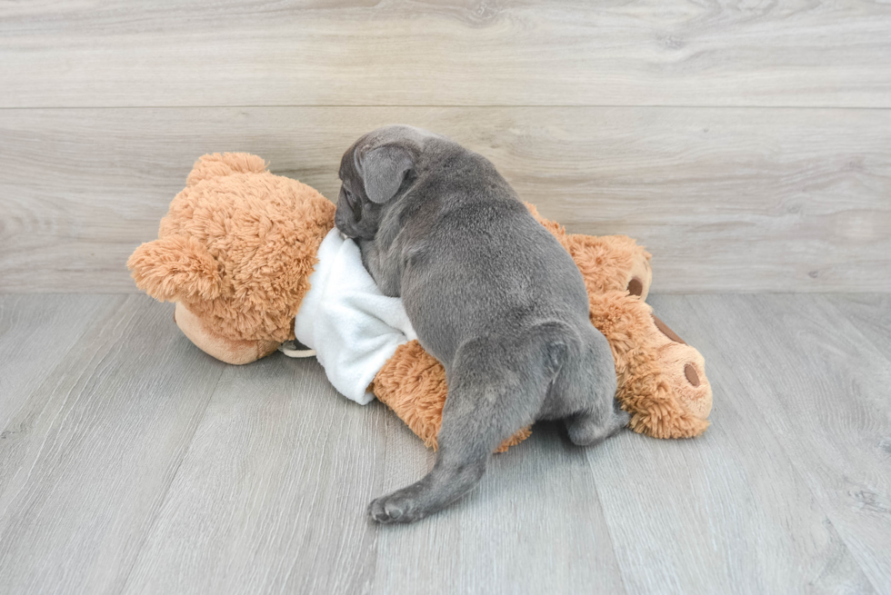 Friendly French Bulldog Baby