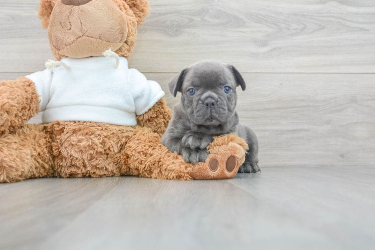 Playful French Bulldog Baby