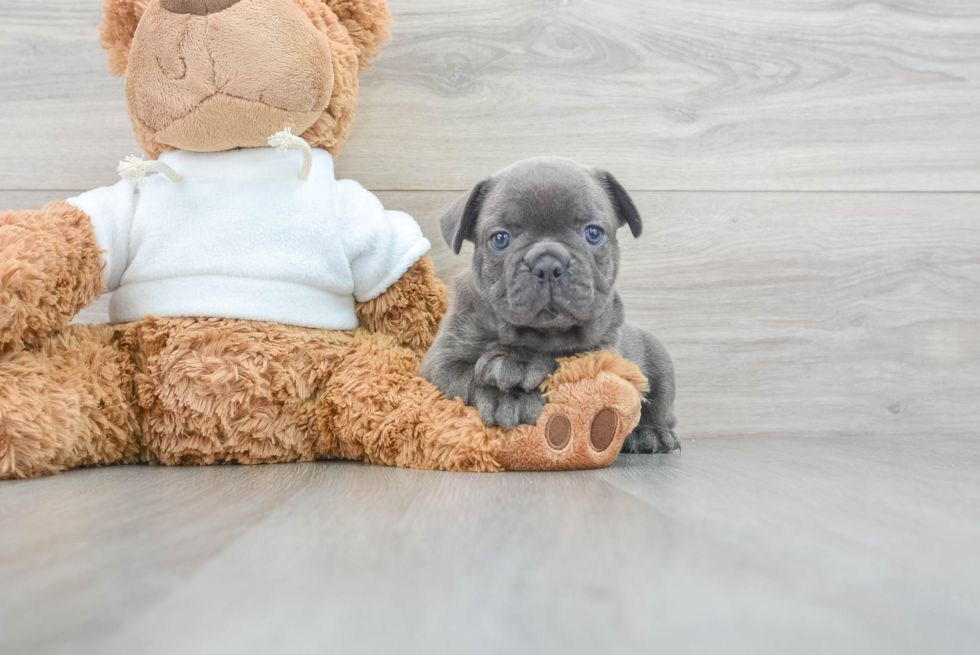 Playful French Bulldog Baby