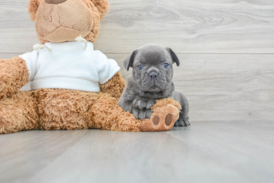 Playful French Bulldog Baby