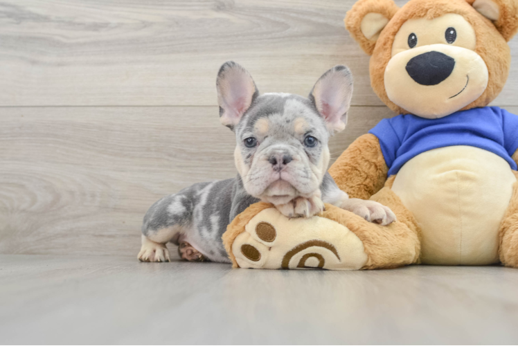 Best French Bulldog Baby