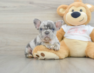 6 week old French Bulldog Puppy For Sale - Premier Pups