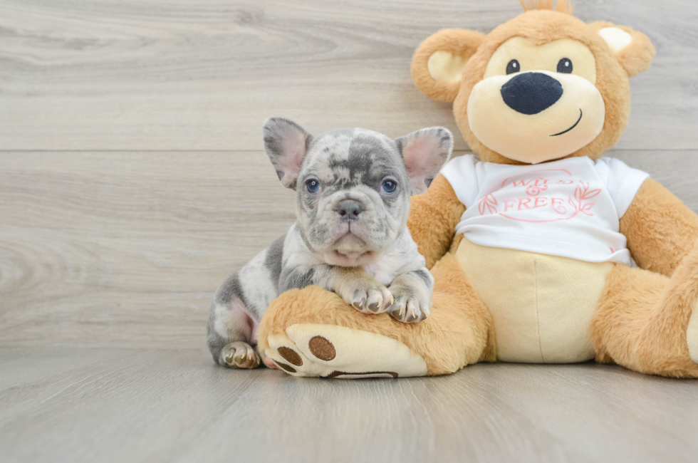 6 week old French Bulldog Puppy For Sale - Premier Pups