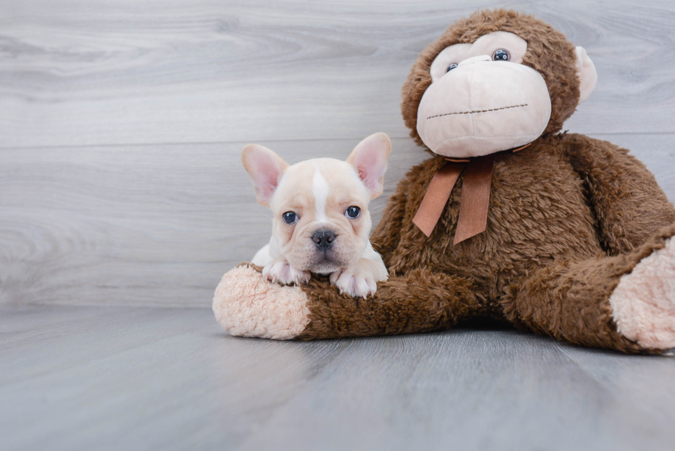 French Bulldog Puppy for Adoption