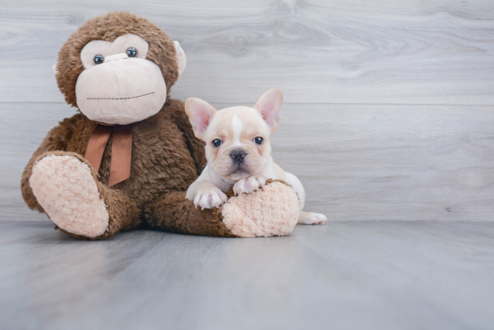 French Bulldog Puppy for Adoption