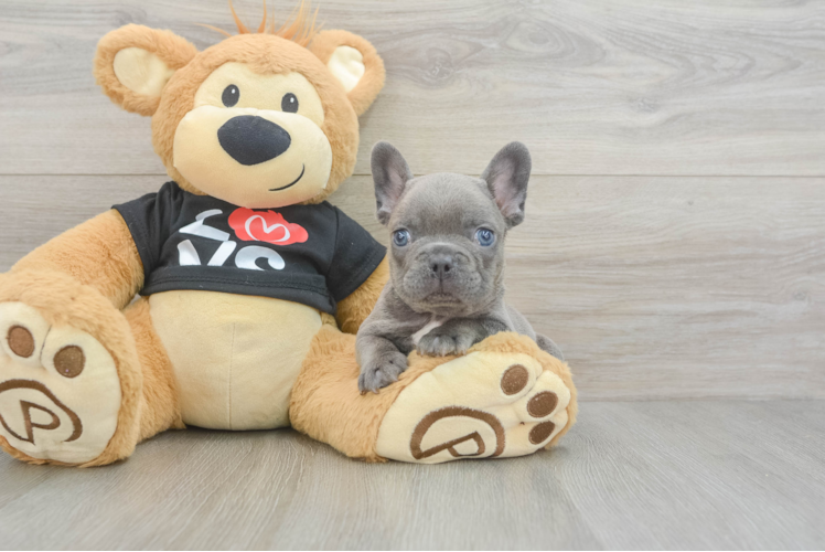 Little French Bulldog Baby