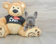 7 week old French Bulldog Puppy For Sale - Premier Pups
