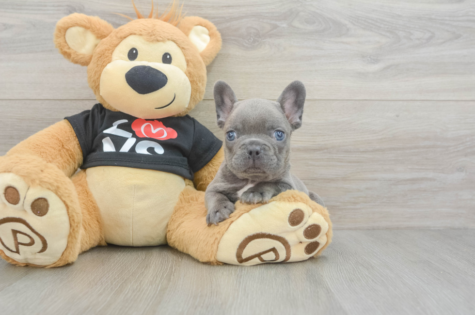 7 week old French Bulldog Puppy For Sale - Premier Pups