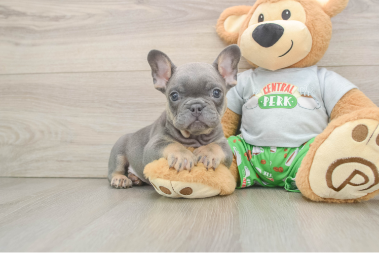French Bulldog Pup Being Cute