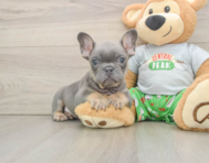 6 week old French Bulldog Puppy For Sale - Premier Pups