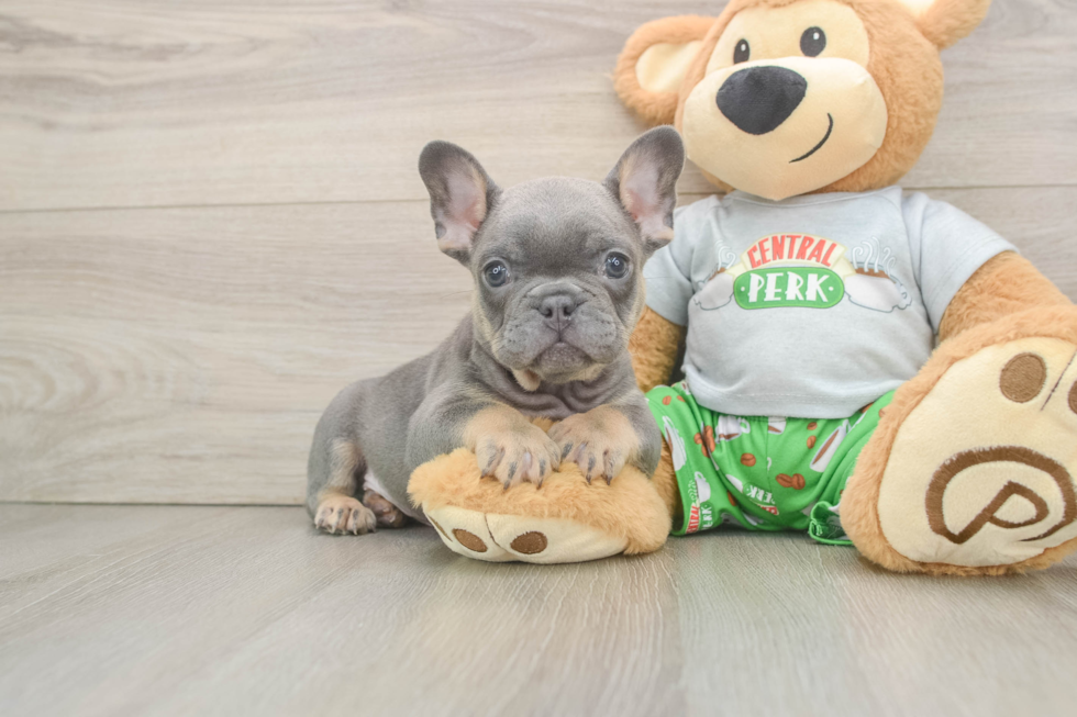 French Bulldog Pup Being Cute