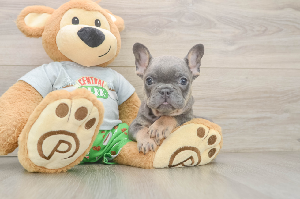 Playful French Bulldog Baby