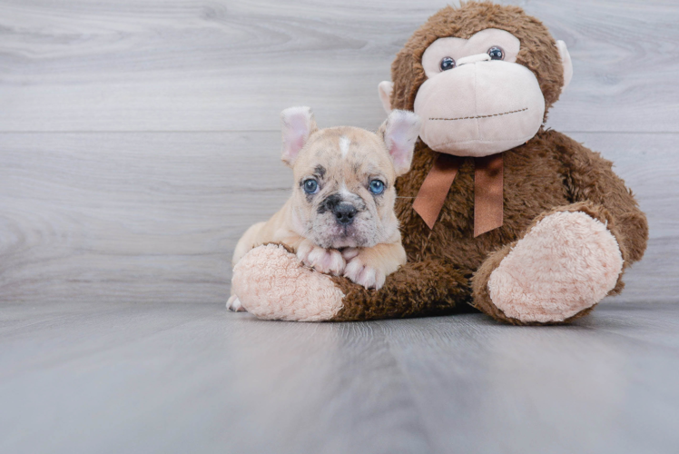 Hypoallergenic French Bulldog Purebred Pup