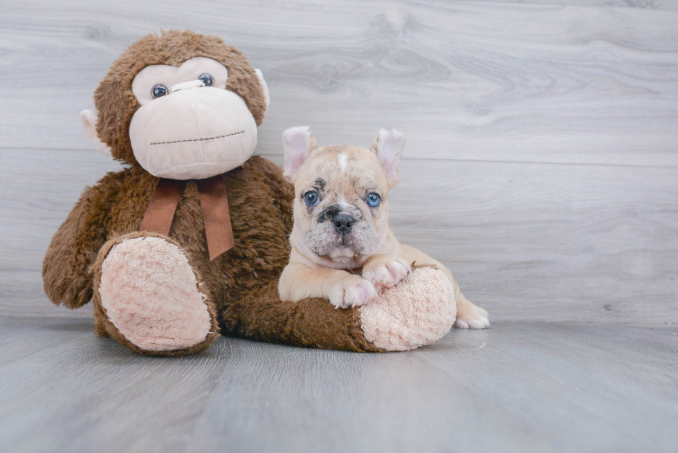 Playful French Bulldog Baby