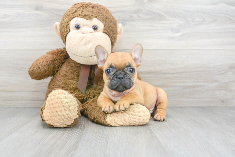 French Bulldog Pup Being Cute