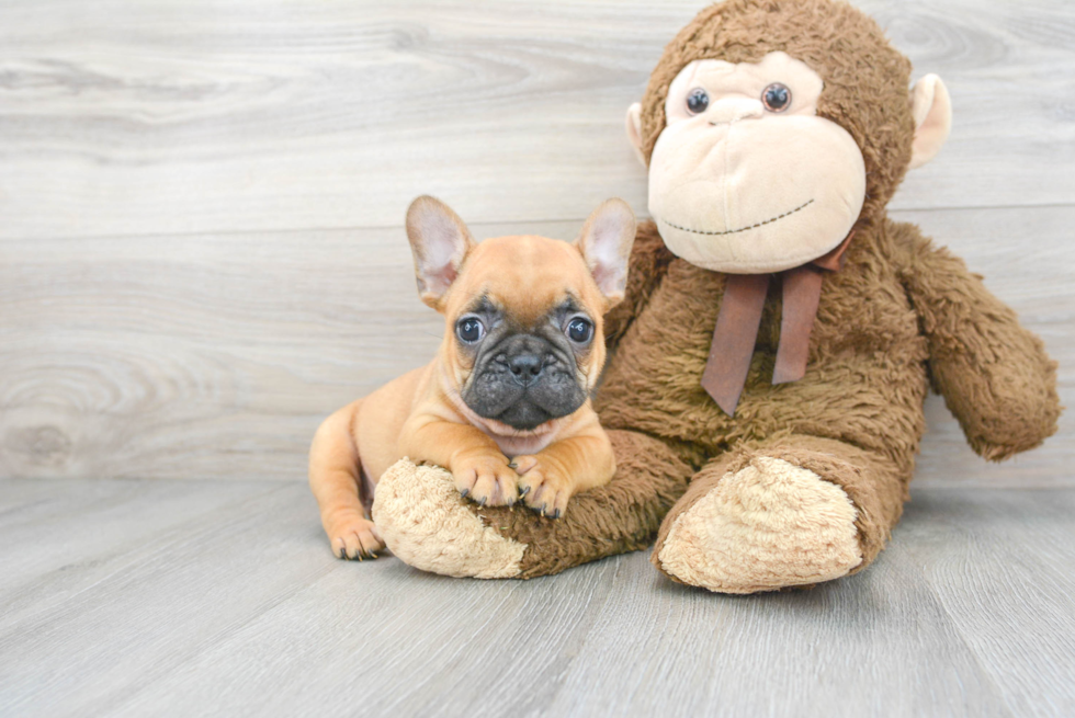 Happy Frenchie Purebred Puppy