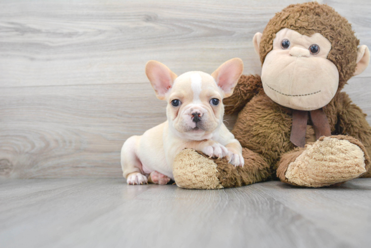 Cute Frenchie Purebred Puppy