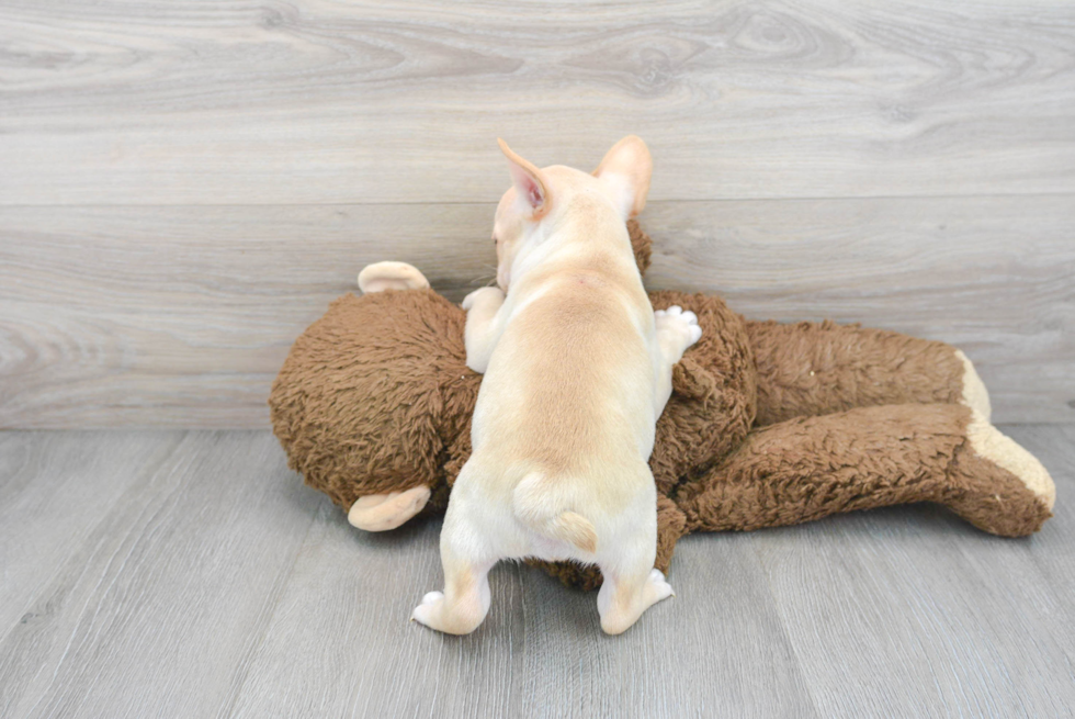 French Bulldog Pup Being Cute