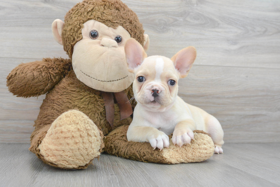 Smart Frenchie Purebred Puppy