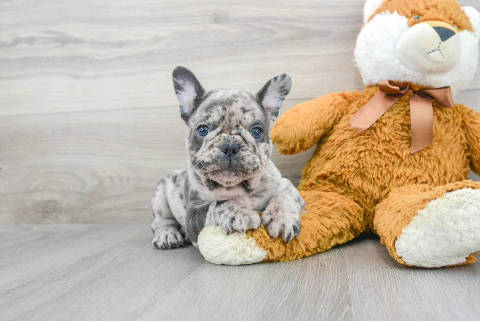 Fluffy Frenchie Purebred Puppy