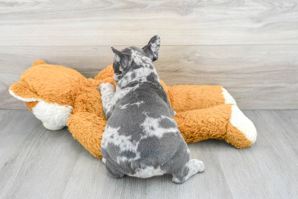 Happy Frenchie Purebred Puppy