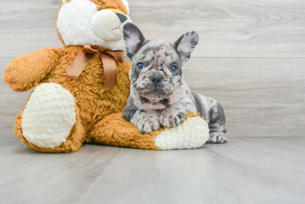 French Bulldog Pup Being Cute