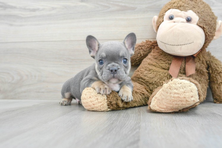 Small French Bulldog Purebred Pup