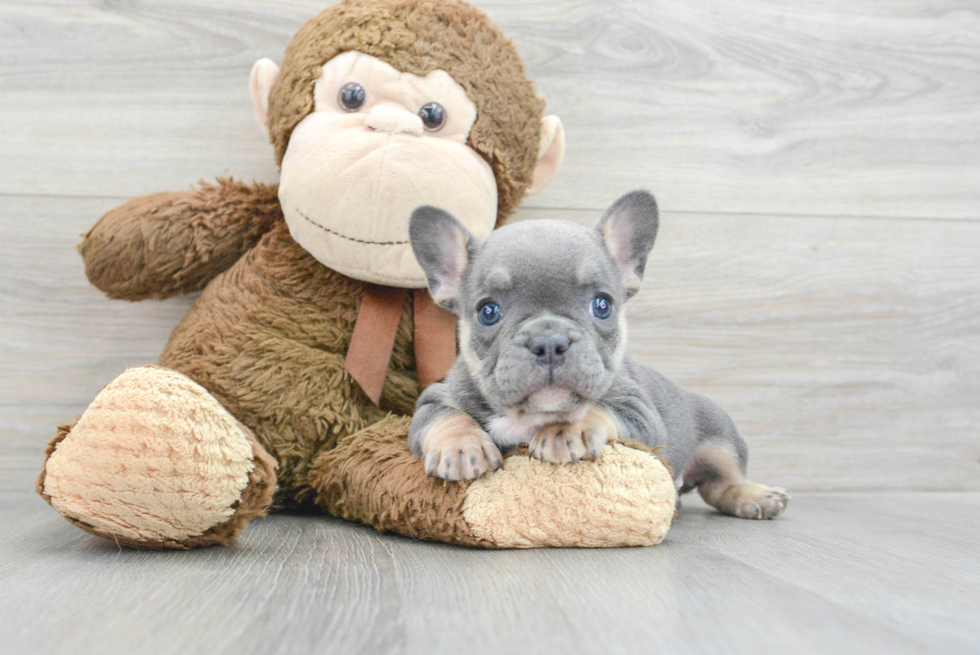 Adorable Frenchie Purebred Puppy