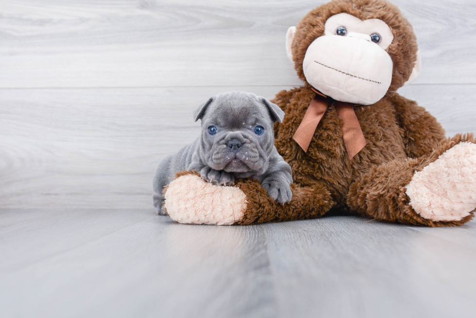 Sweet Frenchie Purebred Puppy