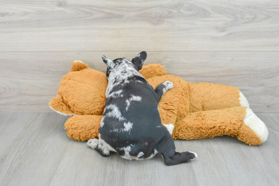 French Bulldog Puppy for Adoption