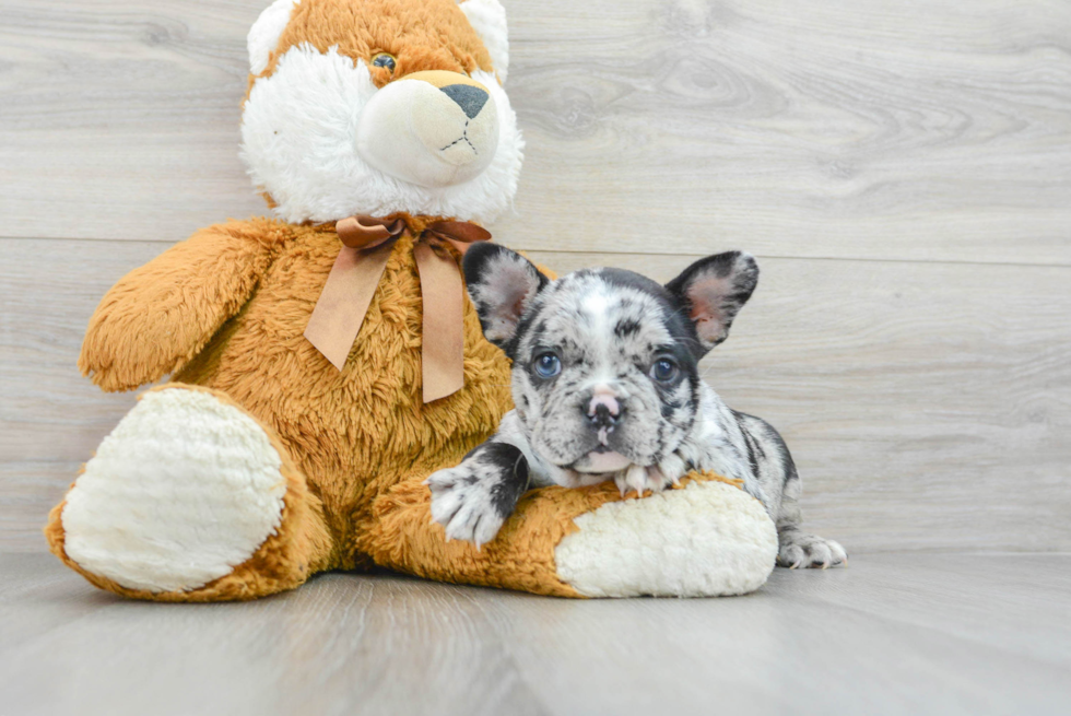 French Bulldog Pup Being Cute
