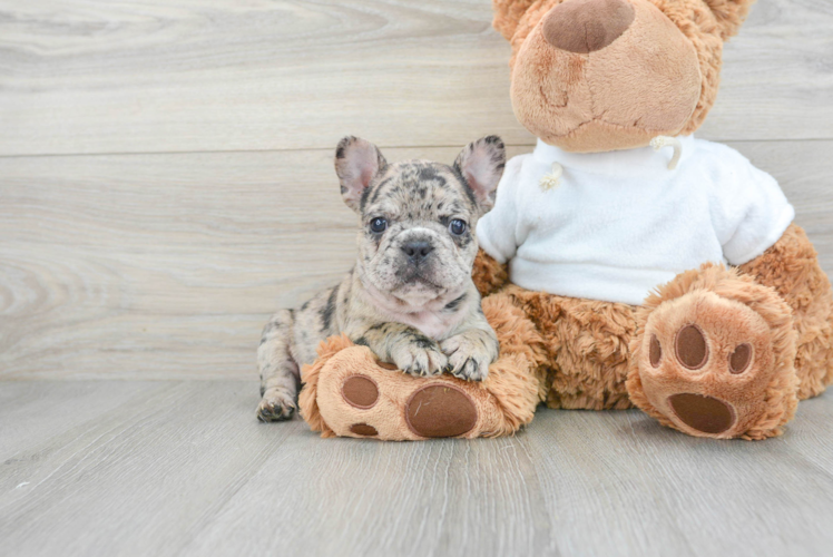 Little French Bulldog Baby