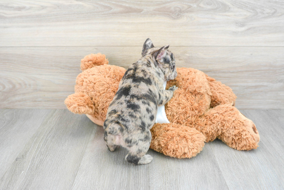 French Bulldog Pup Being Cute