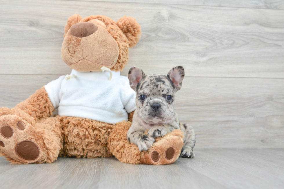 Sweet Frenchie Purebred Puppy